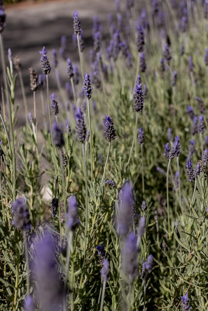 Visit Barossa - Shoot by Chevaune Hindley Sunshine Coast Photographer