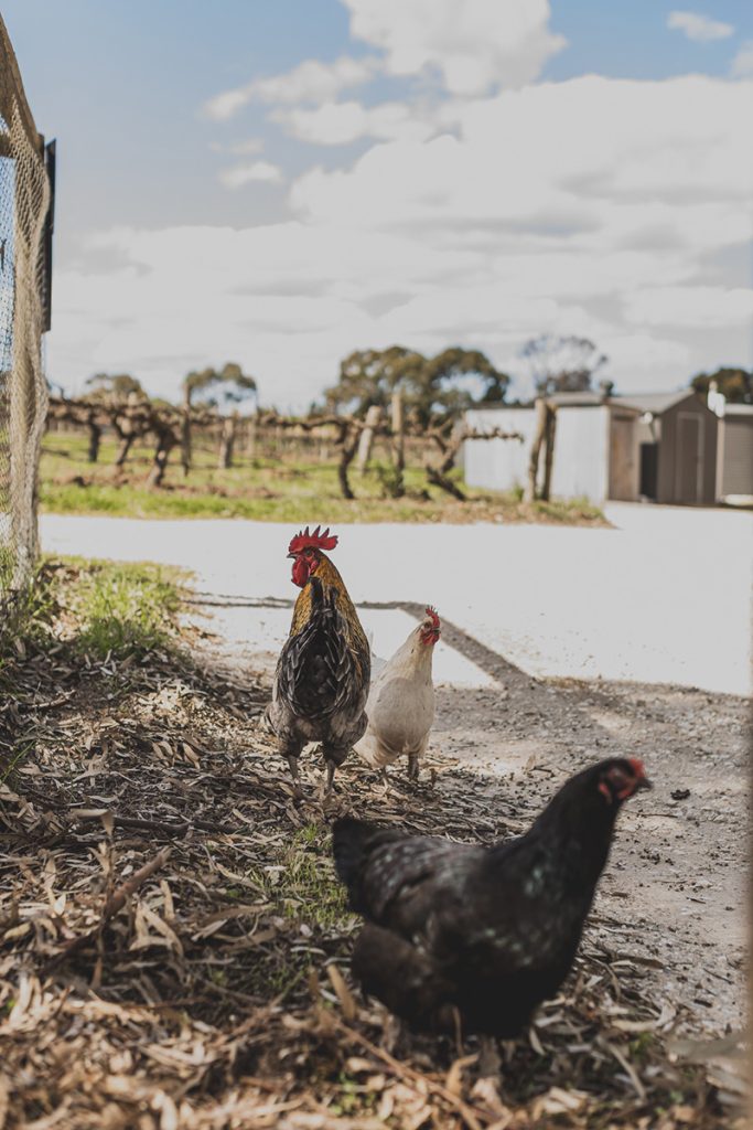 Visit Barossa - Shoot by Chevaune Hindley Sunshine Coast Photographer